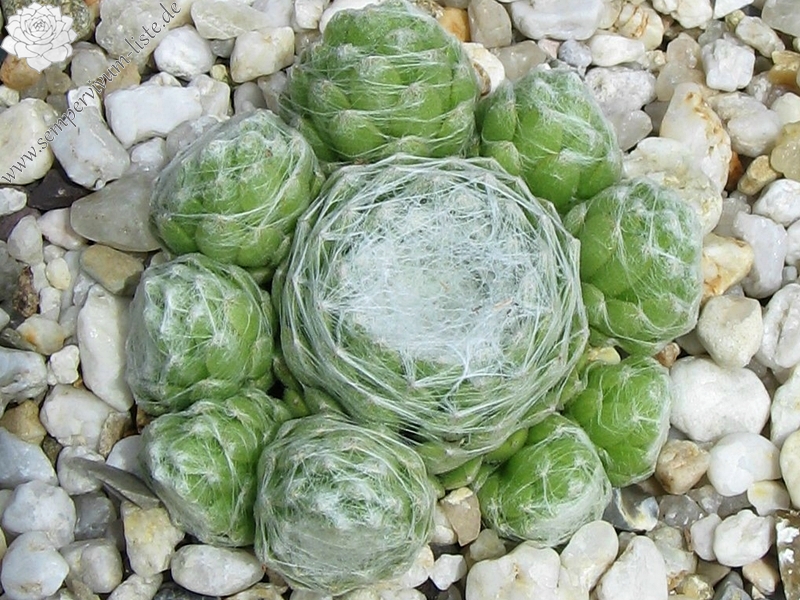 Clärchen