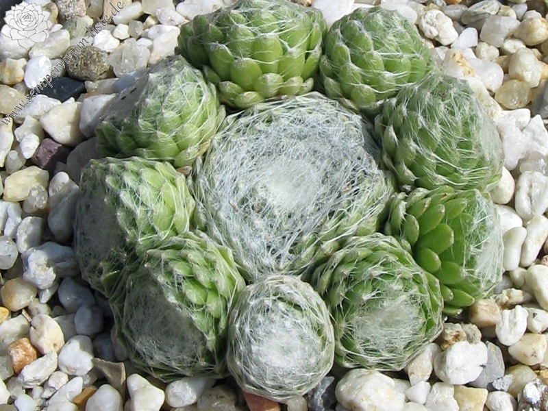 Clärchen