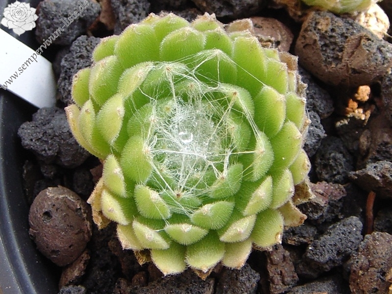 Clärchen
