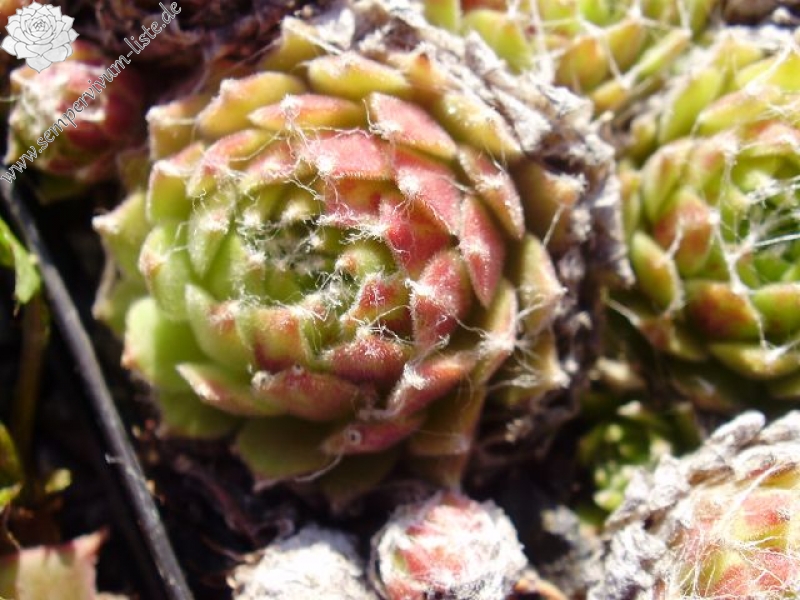 Clärchen