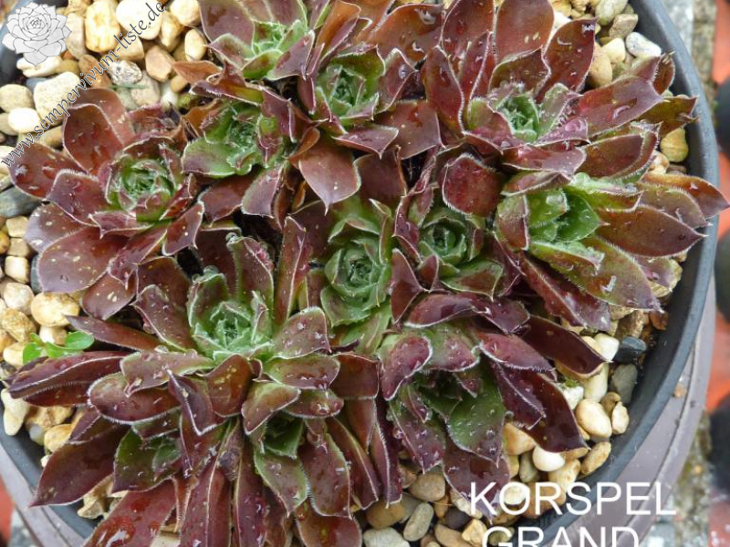 Korspel Grand Entrance / Jovi