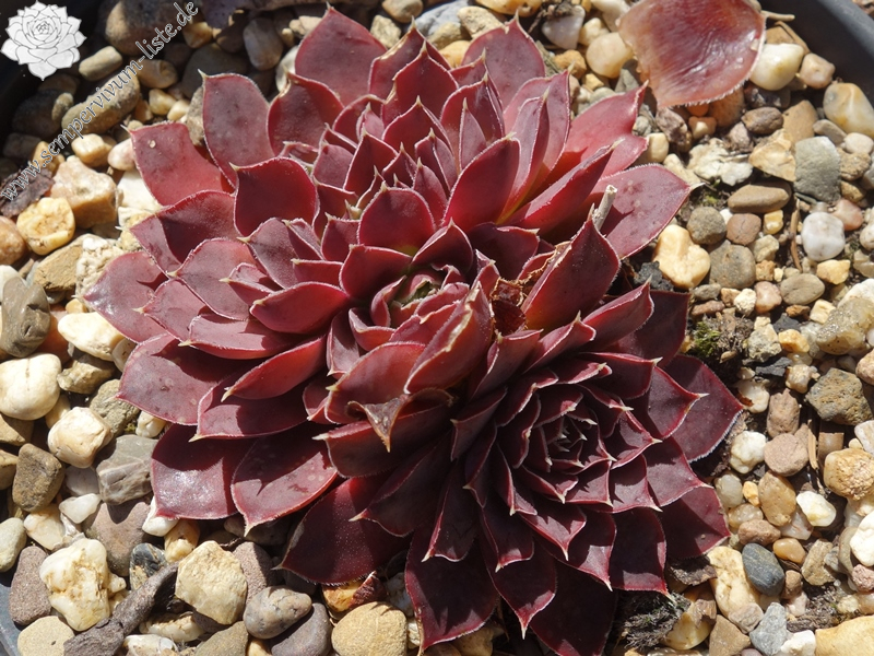 Korspelse Sadia / Jovi