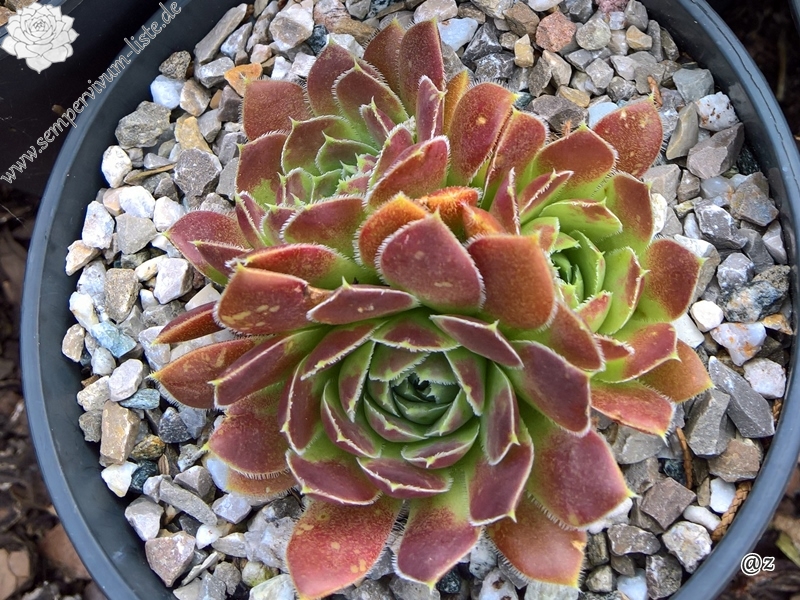 Korspelse Jojanna / Jovi