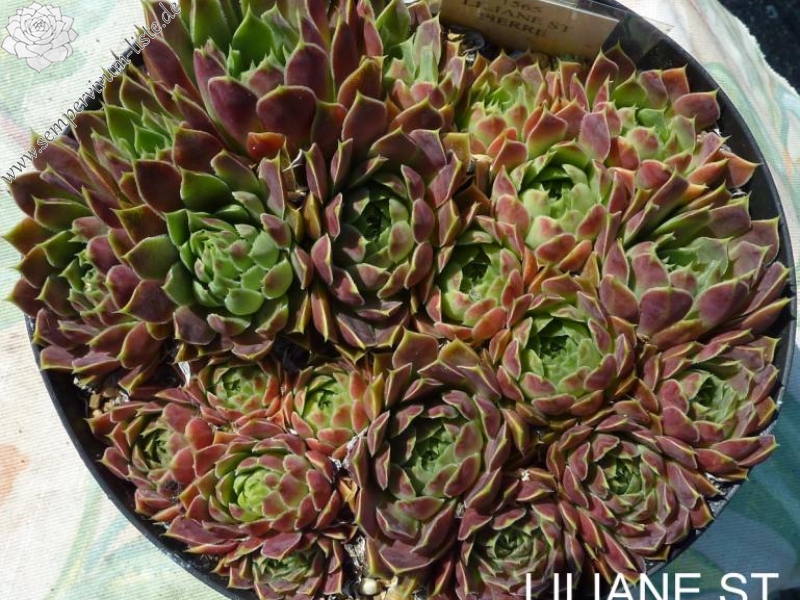 Liliane St. Pierre / Jovi