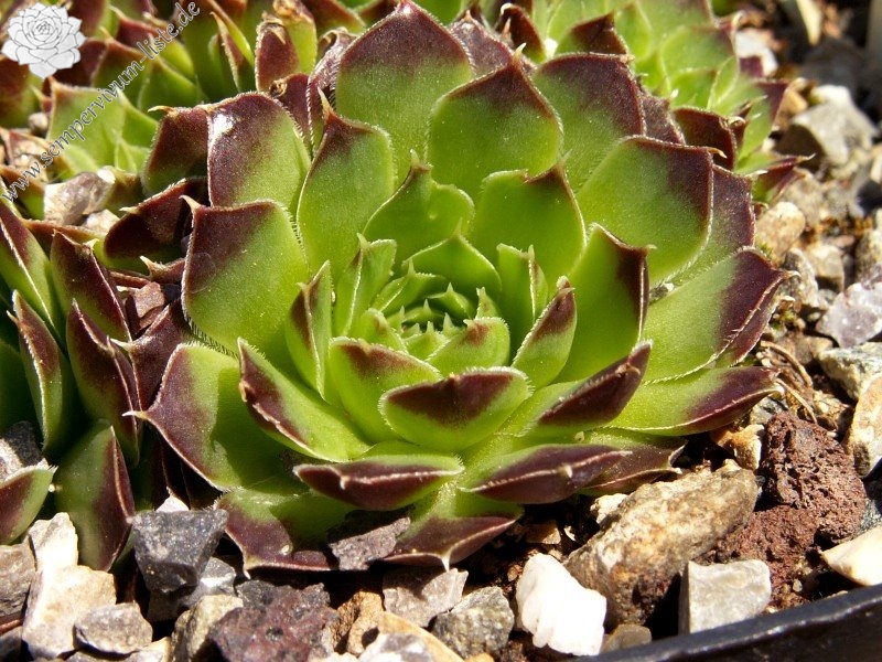 Lettara / Jovi