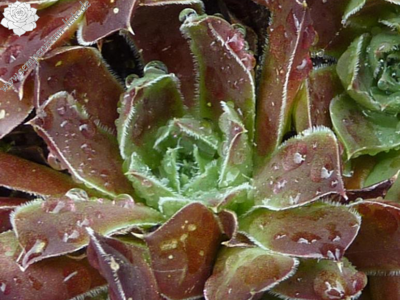 Korspel Grand Entrance / Jovi