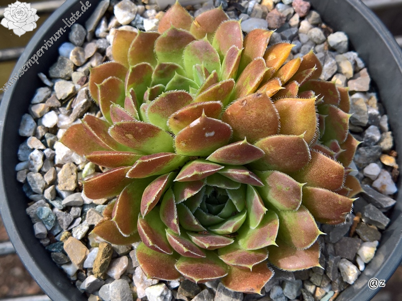 Korspelse Jojanna / Jovi