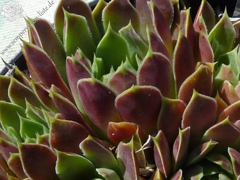 Liliane St. Pierre / Jovi