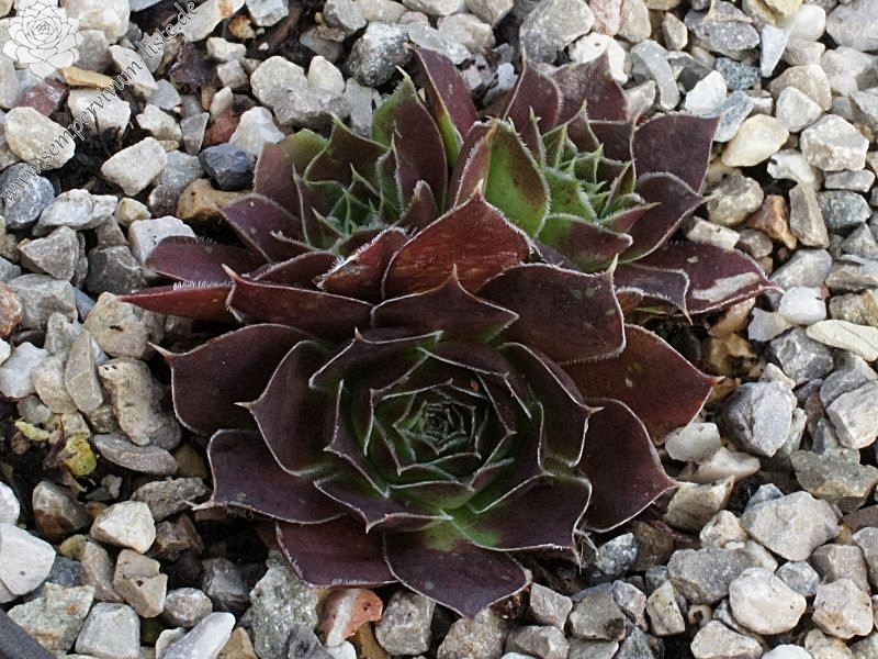 Korspel Grand Entrance / Jovi