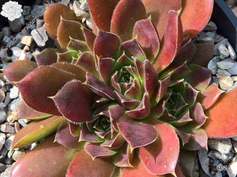 Korspelse Yelka / Jovi