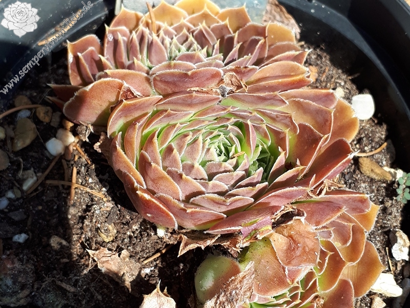 Korspelse Yelka / Jovi