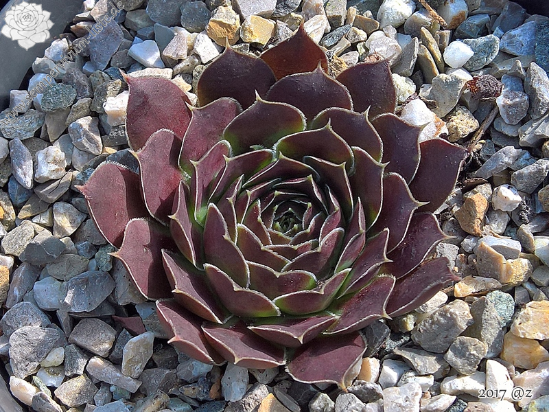 Korspel Grand Entrance / Jovi