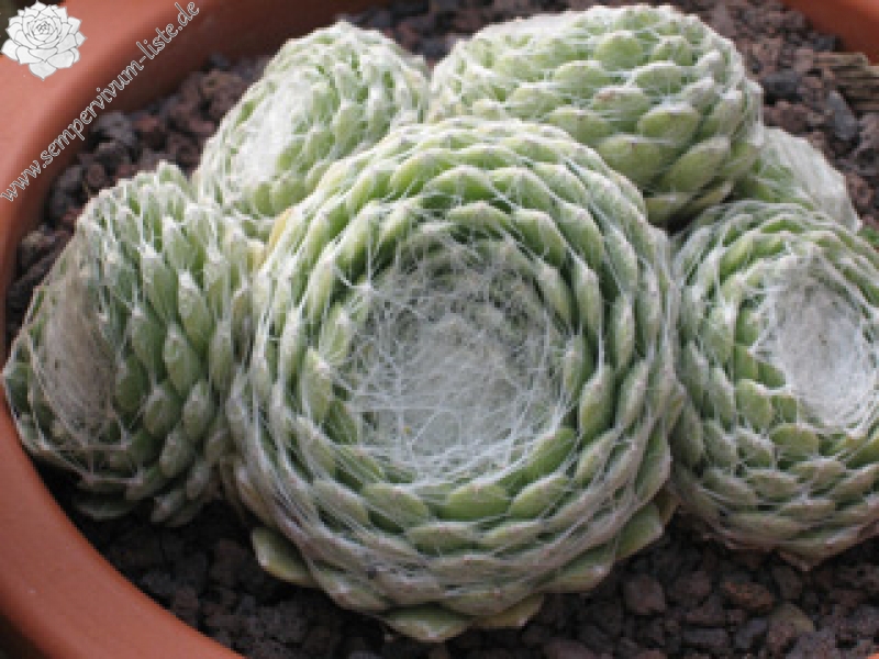Clärchen