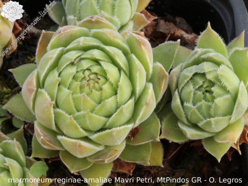 marmoreum ssp. reginae-amaliae from Mavri Petri