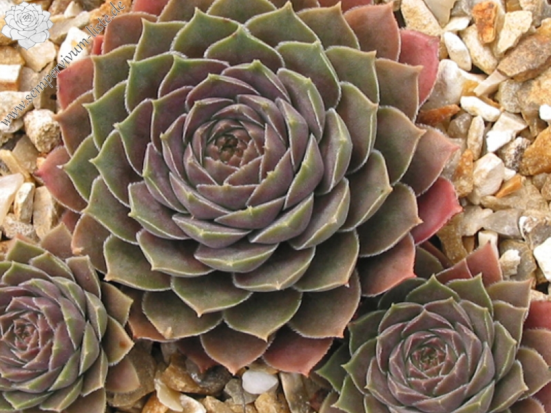 marmoreum ssp. reginae-amaliae from Kambeecho No. 2 (Red Form)