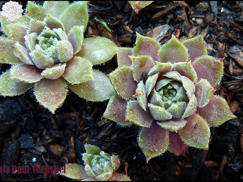 marmoreum ssp. erythraeum from Rilagebirge