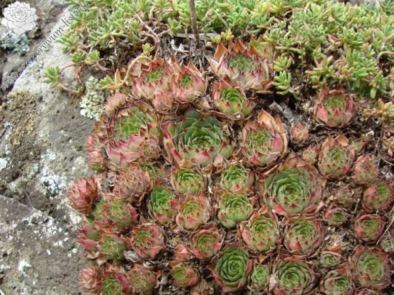 tectorum var. arvernense from Rocher d'Ajoux