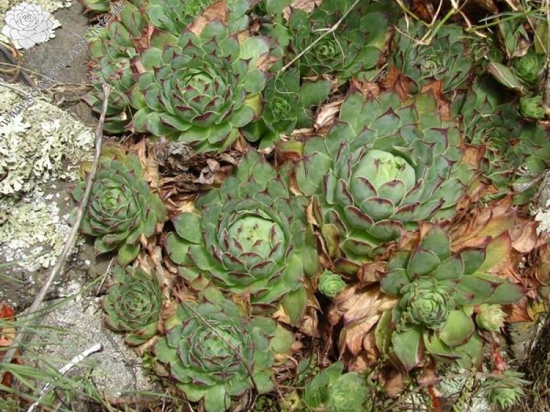tectorum var. arvernense from Rocher d'Ajoux