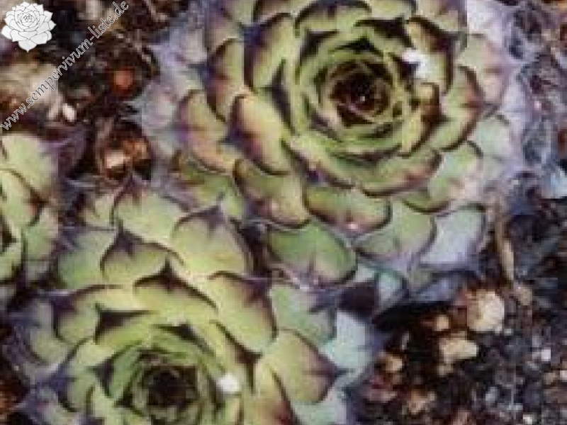 tectorum var. tectorum (royanum)