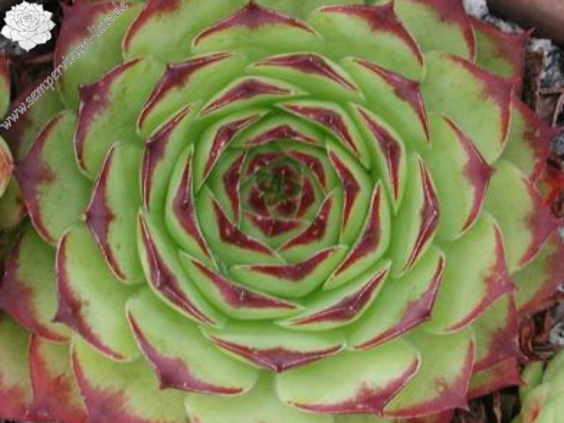 tectorum var. tectorum (royanum)