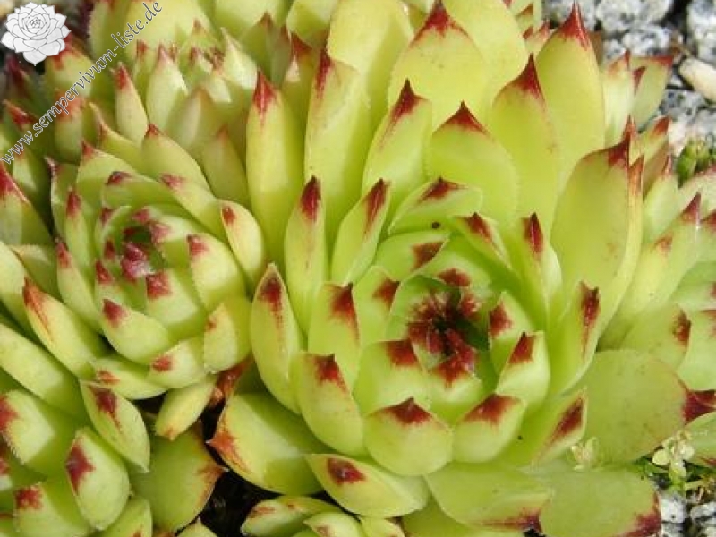 tectorum var. tectorum (rupestre)