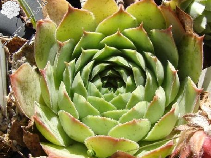 tectorum var. tectorum (rupestre) from Polace