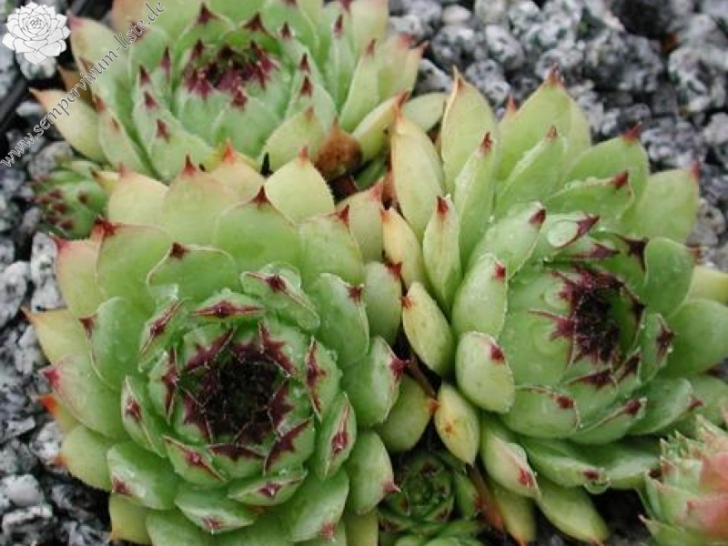 tectorum var. tectorum (rupestre)