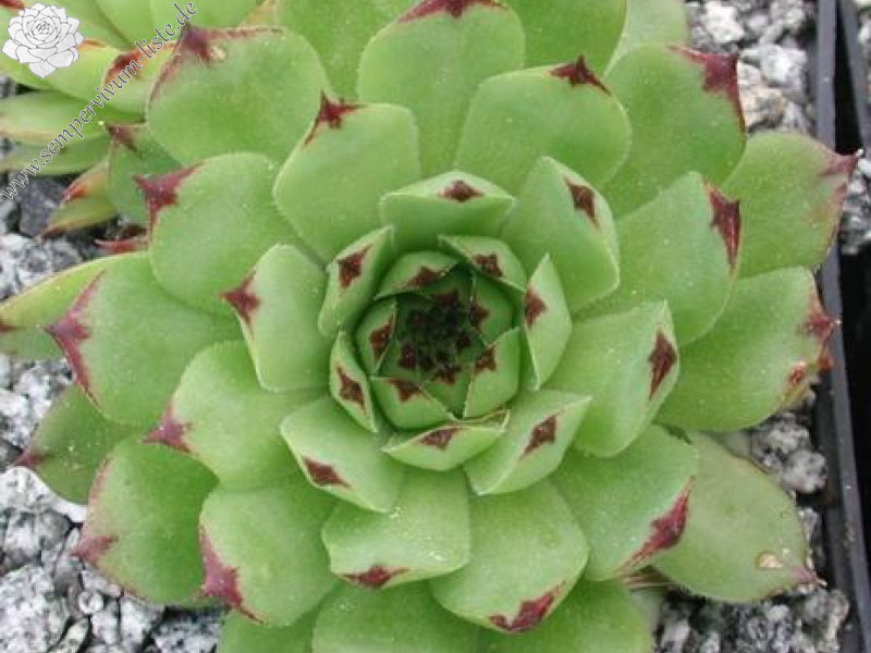 tectorum var. tectorum (rupestre)