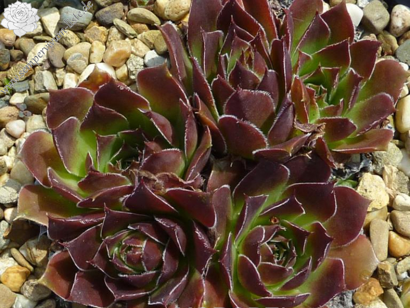 Korspel Red Dream / Jovi