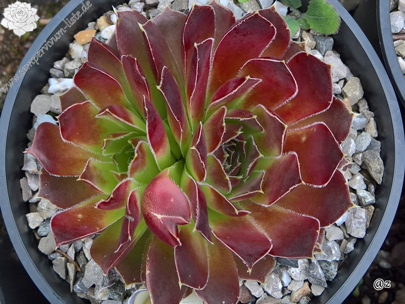 Korspelse Joellane / Jovi