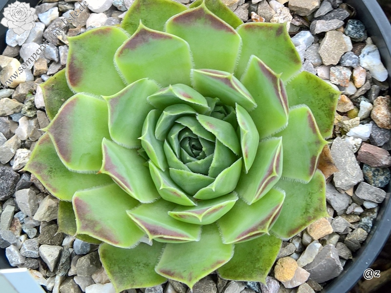 Korspelse Oonagh / Jovi