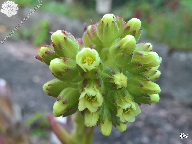 Korspelse Sharene / Jovi