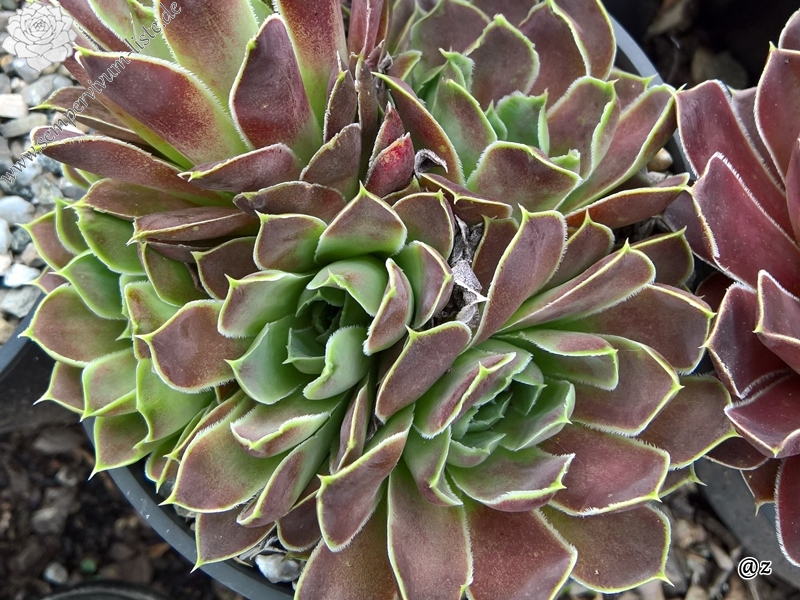 Korspelse Tiga / Jovi