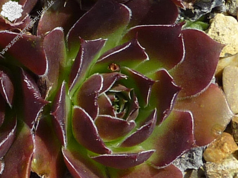 Korspel Red Dream / Jovi