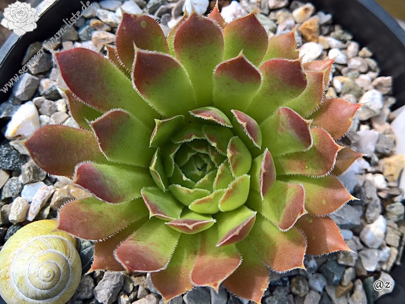 Korspelse Joellane / Jovi