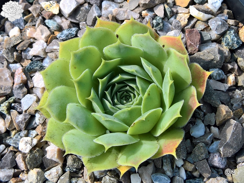 Korspelse Oonagh / Jovi