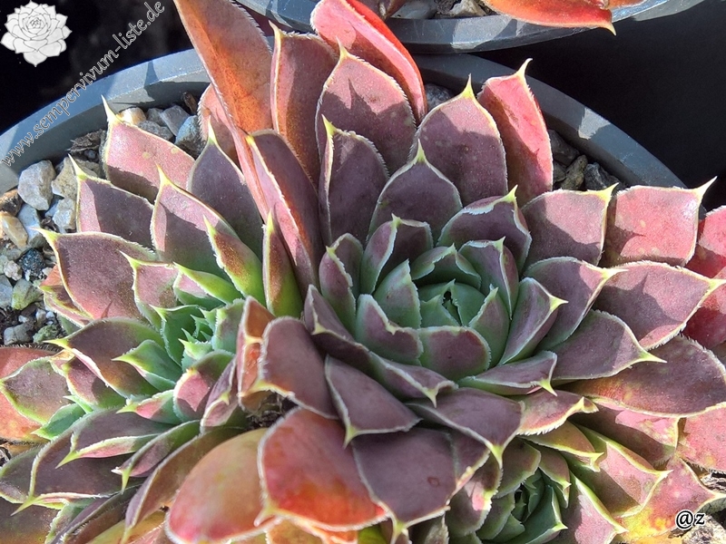 Korspelse Tiga / Jovi