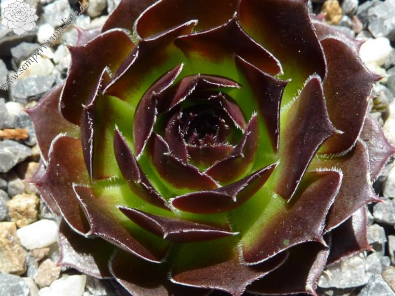 Korspel Red Dream / Jovi