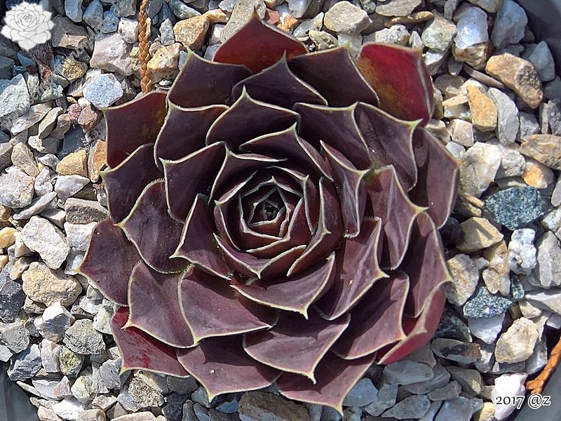 Korspel Dancing Queen / Jovi