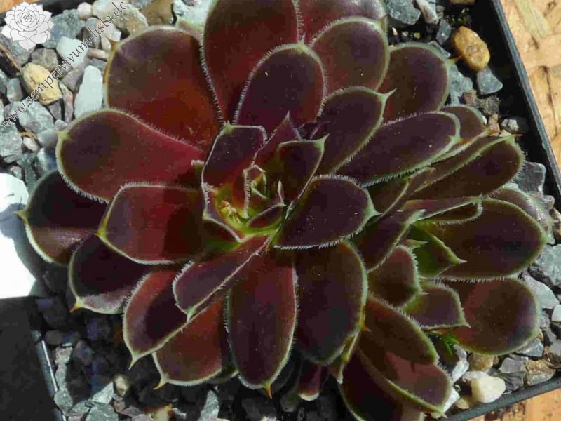 Korspel Grace Land / Jovi