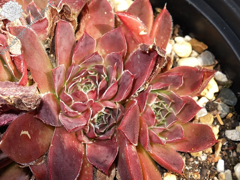 Korspelse Yahala / Jovi