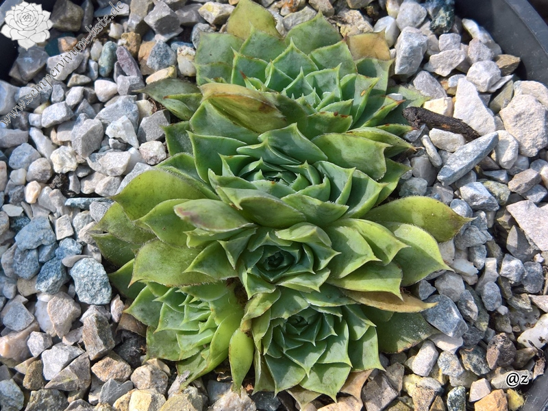 Korspelse Oonagh / Jovi