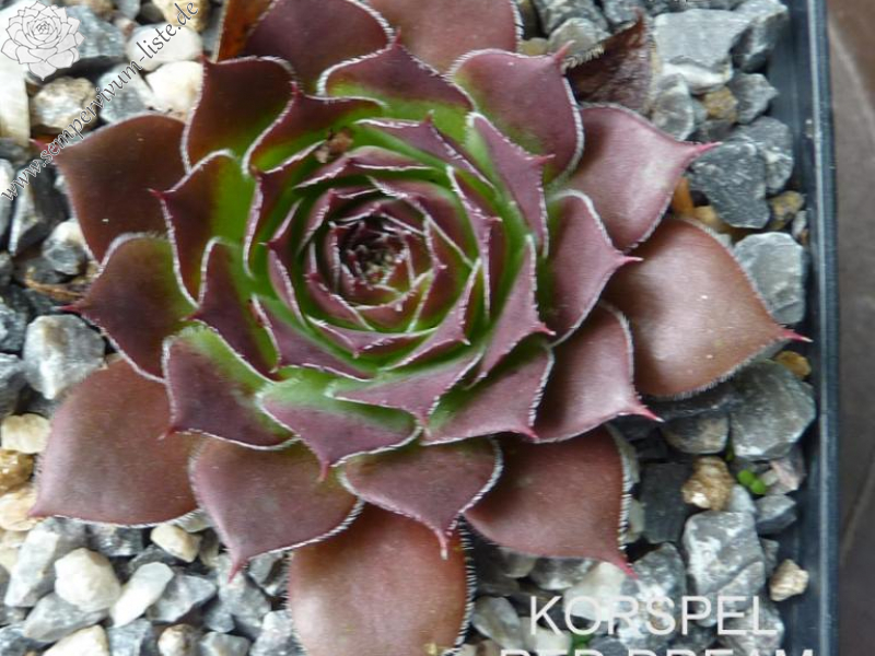 Korspel Red Dream / Jovi