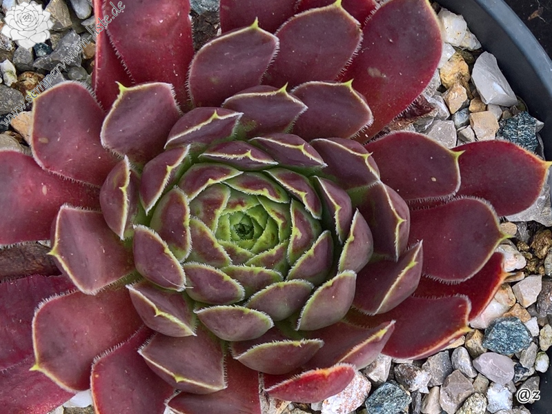 Lavender Bouquet / Jovi