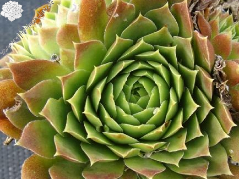 London / Jovi