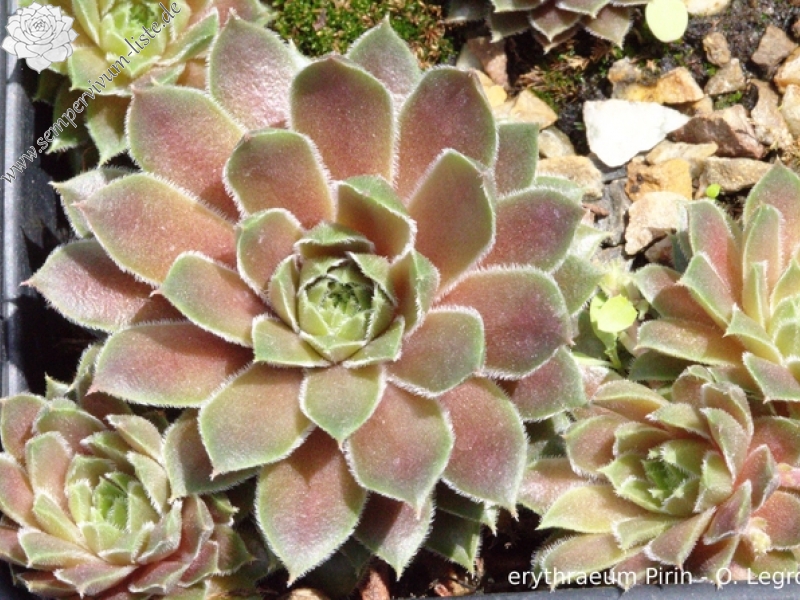 marmoreum ssp. erythraeum from Pirin