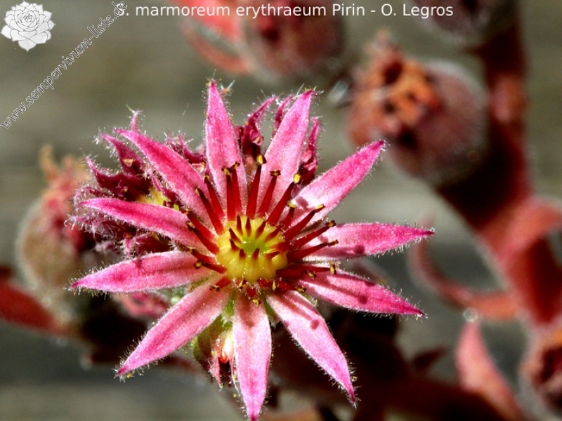 marmoreum ssp. erythraeum from Pirin