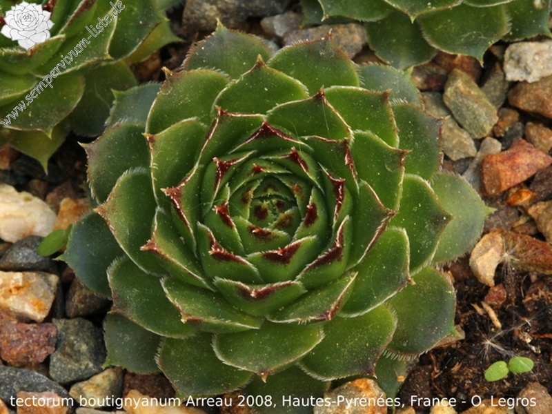 tectorum var. tectorum (boutignyanum) from Arreau