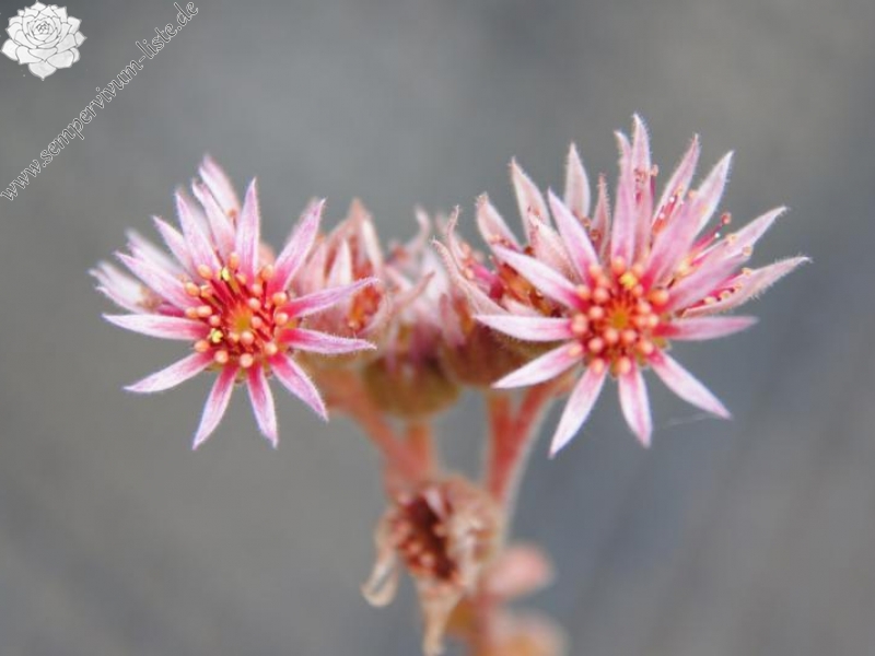 marmoreum ssp. matricum