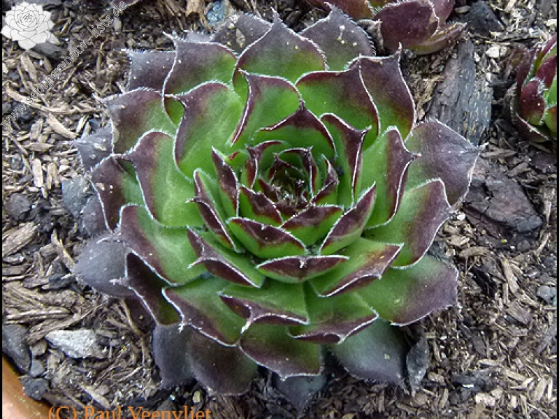 marmoreum ssp. reginae-amaliae (angustissimum)